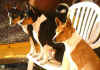 4 basenji delle CaseRosse