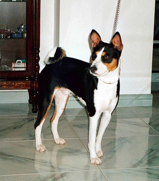 Basenji