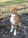 Basenji delle caseRosse