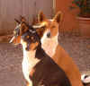 Basenji cold sun