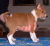 basenji puppie farah