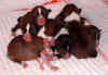 6 cuccioli basenji