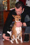 2 basenji puppies