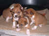 23 days old basenji