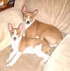 aida basenji caserosse