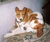 anji basenji