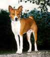 basenji dog argo