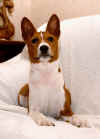 basenji dog