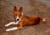 basenji from caserosse