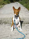 basenji melinda