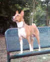 bosman basenji dog