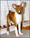 elvis3