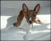 elvis