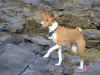 fennec basenji delle caserosse