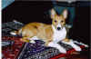 basenji dog