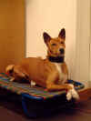 muso basenji dog