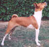 nafer basenji dog