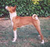 nefer cane basenji