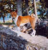 cane basenji