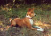 tex basenji dog