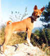 basenji dog