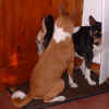 Lupin e Anais basenji delle CaseRosse