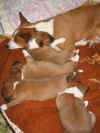 Lali and puppies 30 das old