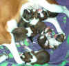 6 basenji puppies