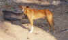 basenji in madagascar