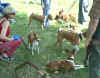 Gruppo Basenji