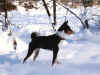 Dingo e la neve