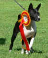 cucciolo BASENJI 2006 - Diva