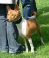 Raduno Basenji 2006