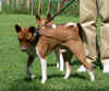 Raduno Basenji 2006