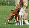 maschio BASENJI 2006 - Ulisse