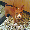 cucciolo basenji