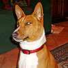 basenji