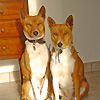 basenji