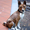 basenji tigrato