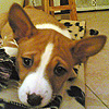 cucciolo basenji