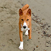 basenji