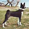 basenji nero bianco