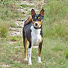 basenji tricolore