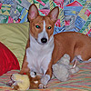 basenji