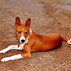 basenji