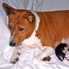 basenji