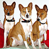 basenji