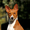 basenjis