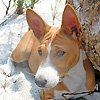 basenji