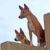 basenji